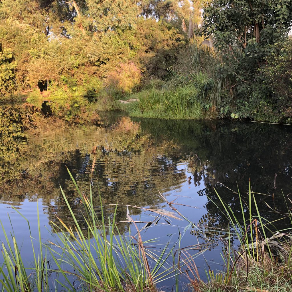 Morning Walk in HaYarkon Park by Mel Rosenberg - מל רוזנברג - Ourboox.com