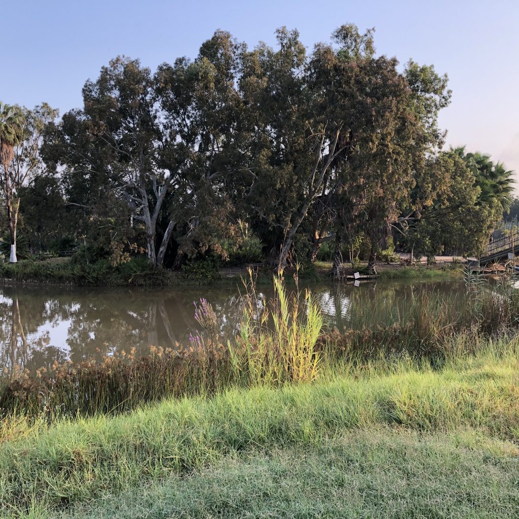 Morning Walk in HaYarkon Park by Mel Rosenberg - מל רוזנברג - Ourboox.com