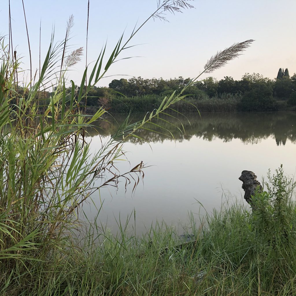 Morning Walk in HaYarkon Park by Mel Rosenberg - מל רוזנברג - Ourboox.com