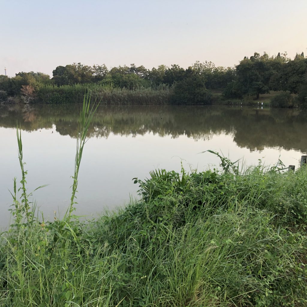 Morning Walk in HaYarkon Park by Mel Rosenberg - מל רוזנברג - Ourboox.com