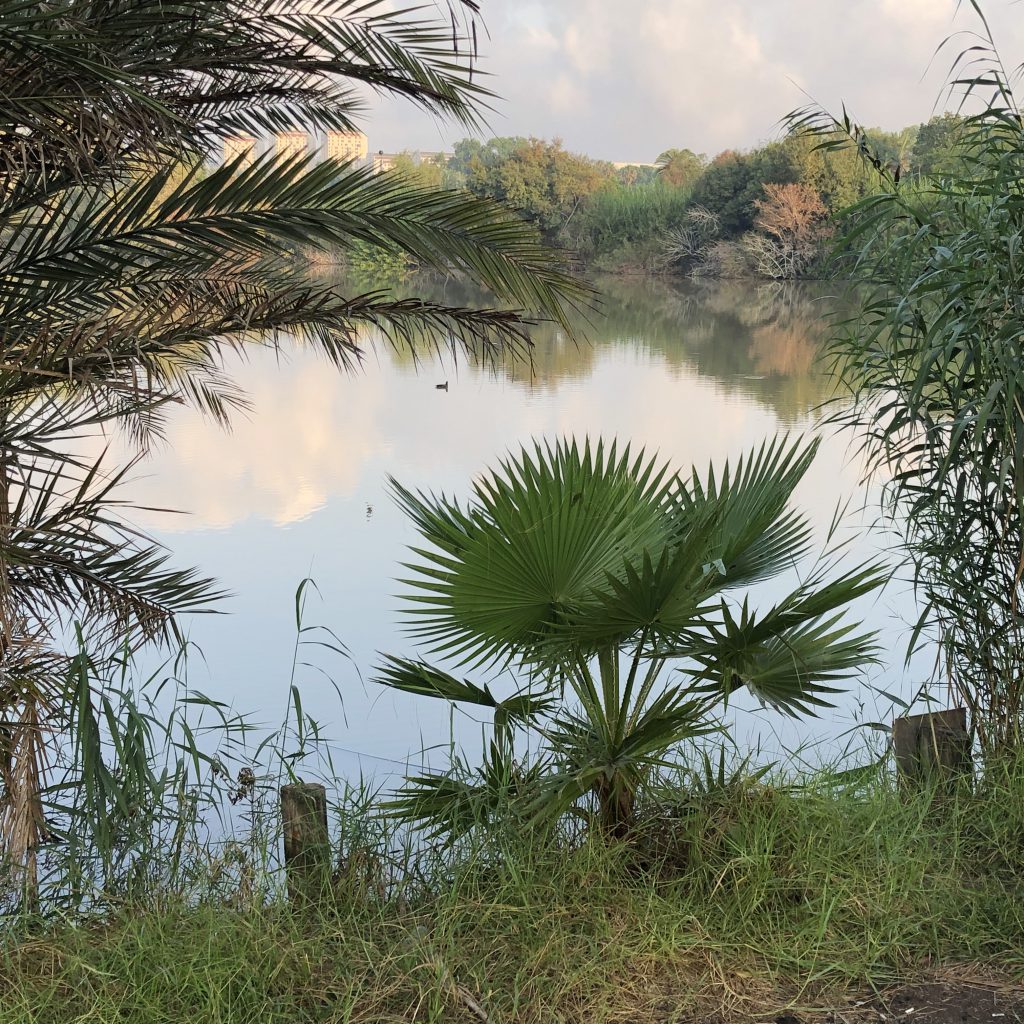 Morning Walk in HaYarkon Park by Mel Rosenberg - מל רוזנברג - Ourboox.com