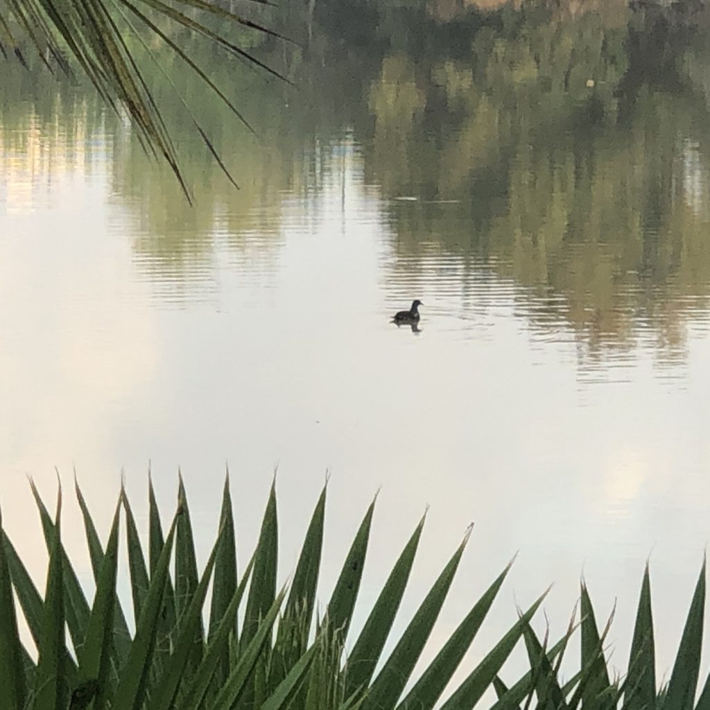 Morning Walk in HaYarkon Park by Mel Rosenberg - מל רוזנברג - Ourboox.com