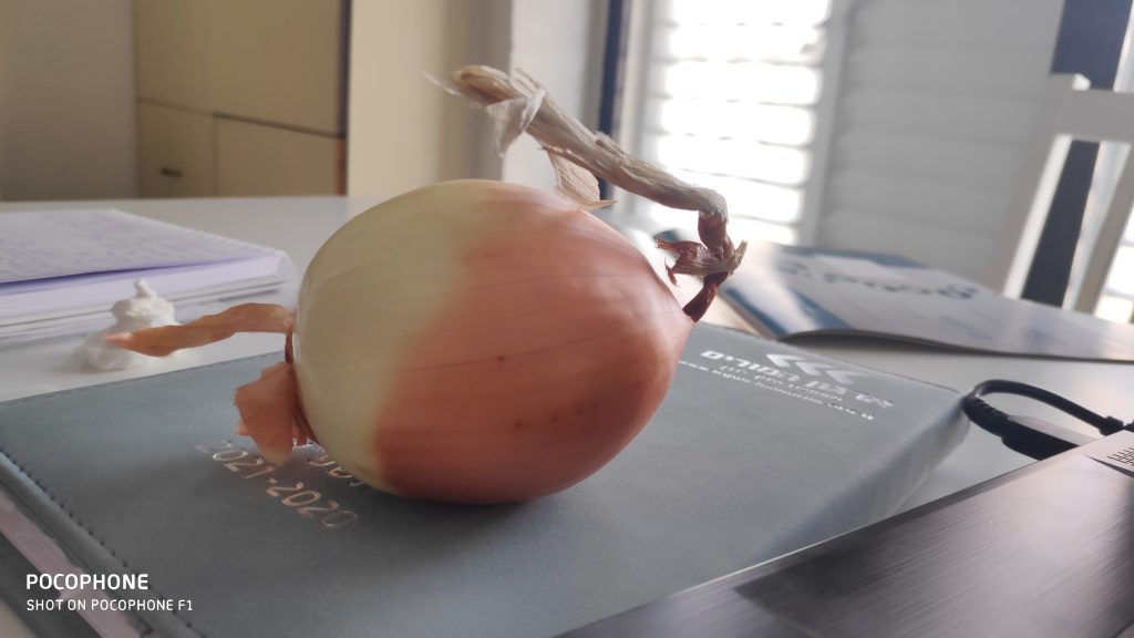 Ten Words/ Onion by Dina - Illustrated by Dina Rachamim Kipgen - Ourboox.com