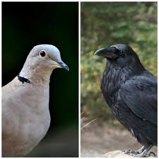 מדוע העורב הולך ברקידה? by zohar goldberg - Illustrated by עיבוד: חַגִית אוֹחֲנָה איור: יפעה מיטלמן - Ourboox.com