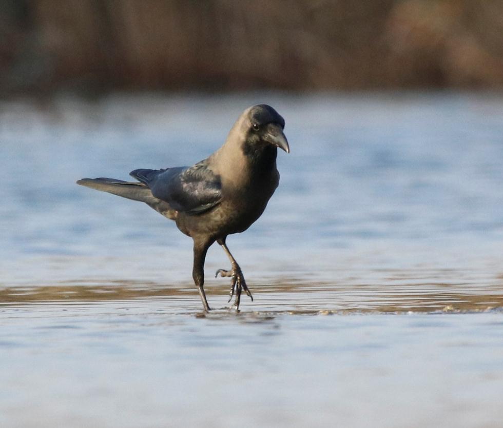 מדוע העורב הולך ברקידה? by zohar goldberg - Illustrated by עיבוד: חַגִית אוֹחֲנָה איור: יפעה מיטלמן - Ourboox.com