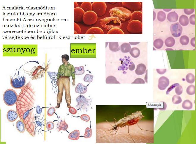 PARAZITA EGYSEJTŰEK by monika to - Ourboox.com