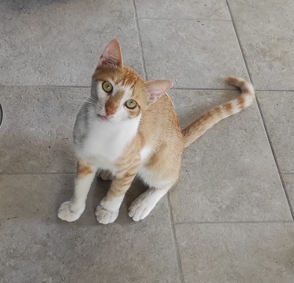 ALL ABOUT ME by idan levi - Ourboox.com