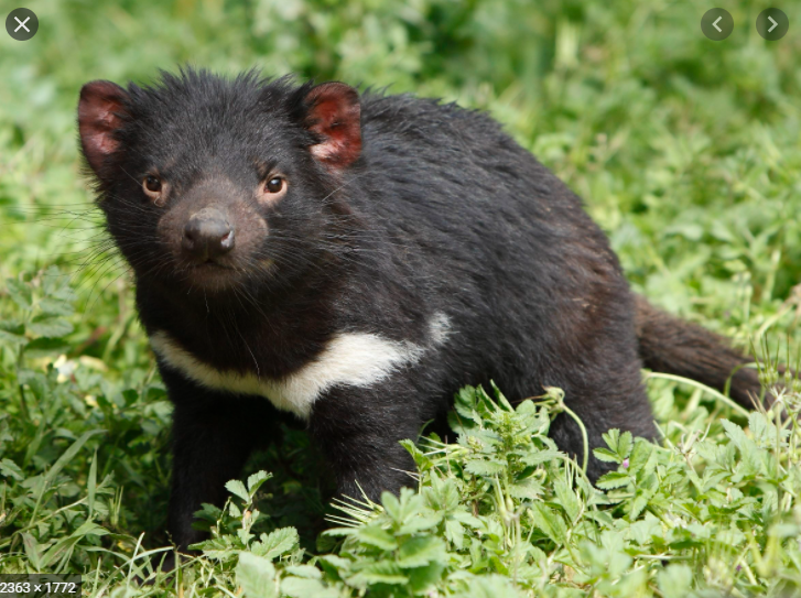 Tasmanian Devils by yoav m - Ourboox.com