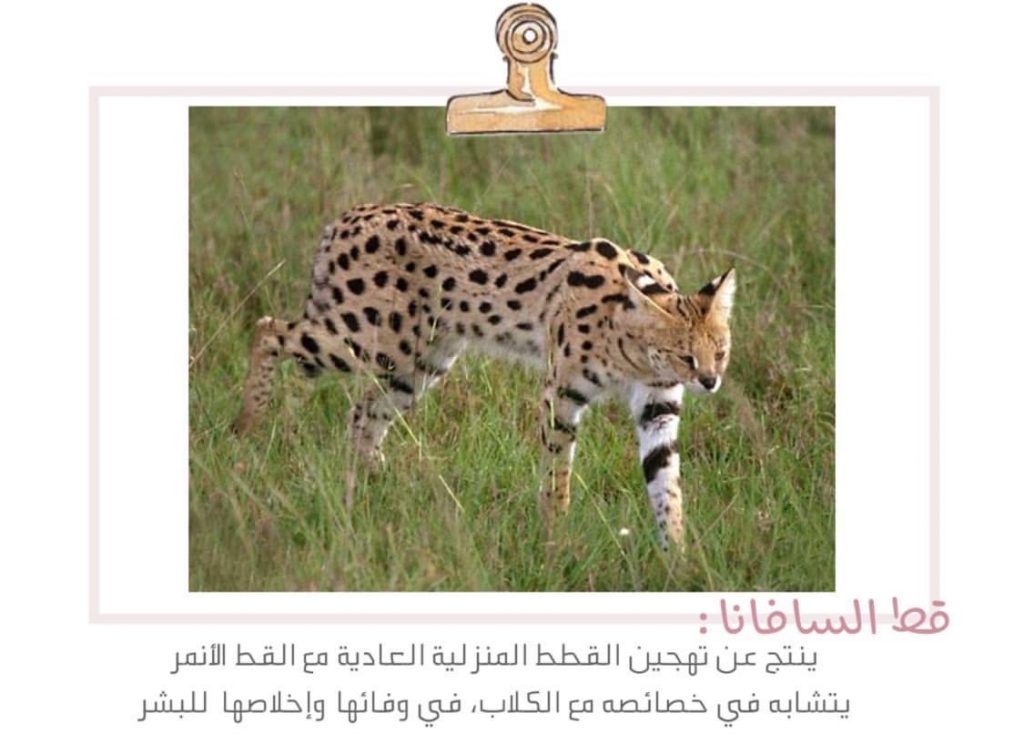 علم البيئة by shahd - Illustrated by بحث - Ourboox.com