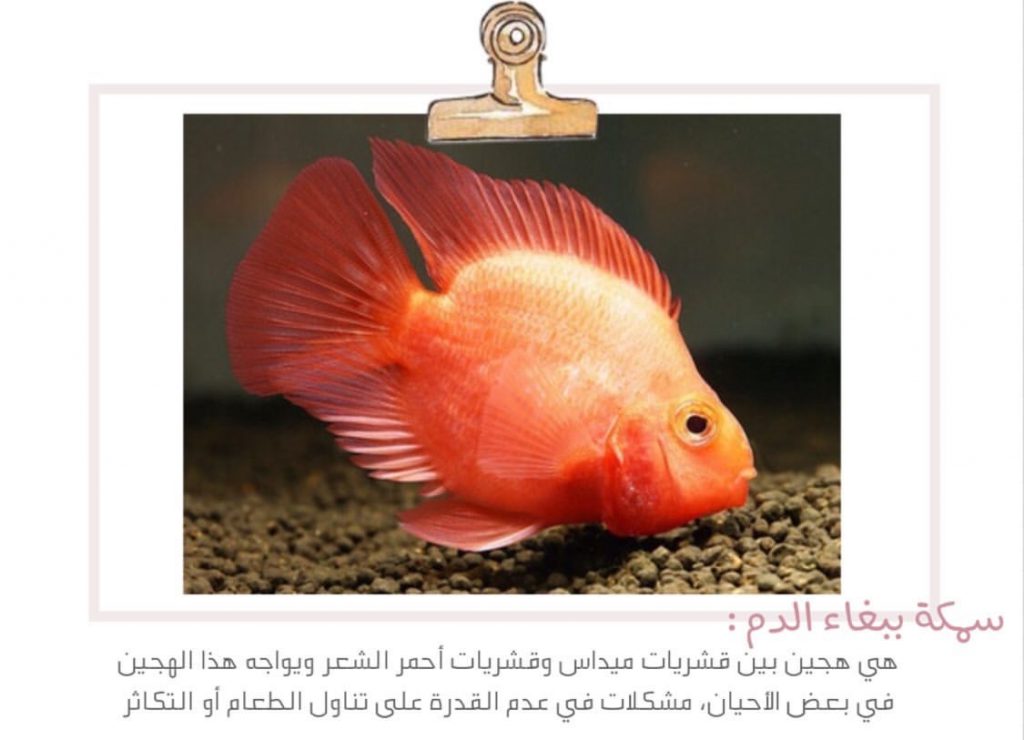 علم البيئة by shahd - Illustrated by بحث - Ourboox.com