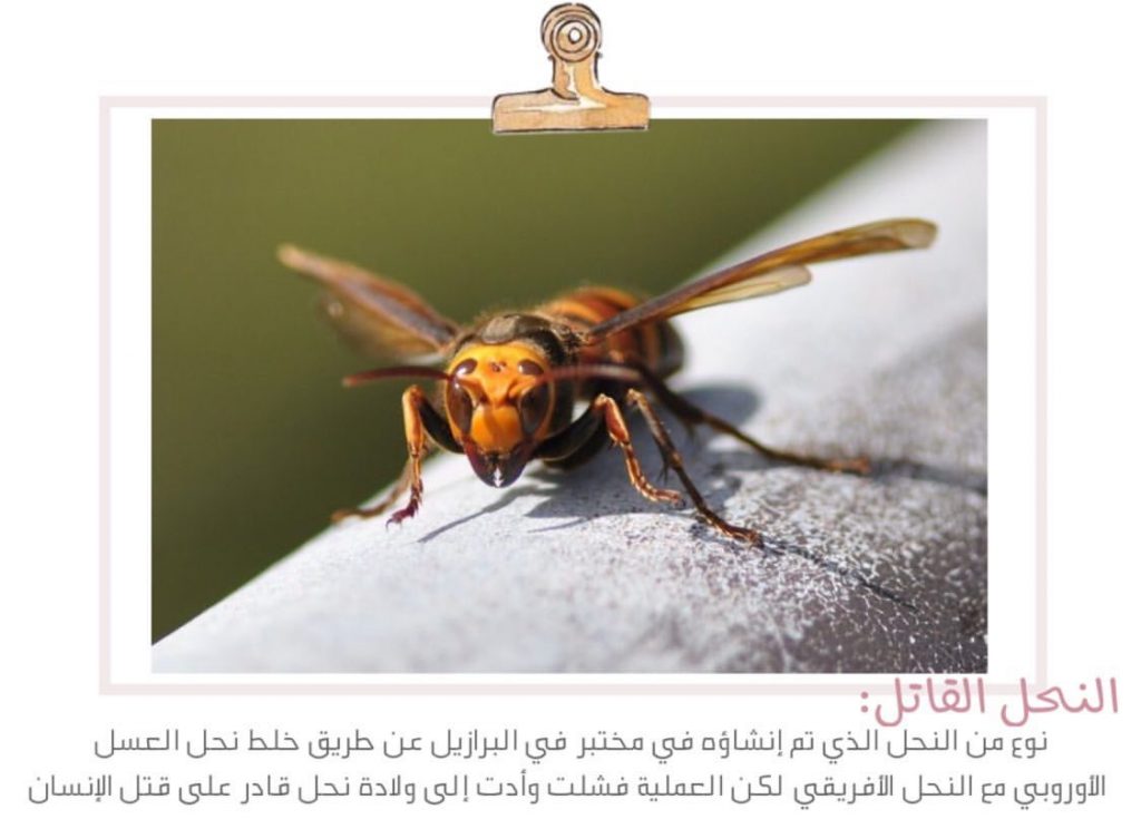 علم البيئة by shahd - Illustrated by بحث - Ourboox.com