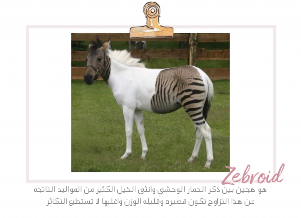 علم البيئة by shahd - Illustrated by بحث - Ourboox.com