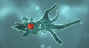 Одноклітинні організми by Vira - Ourboox.com