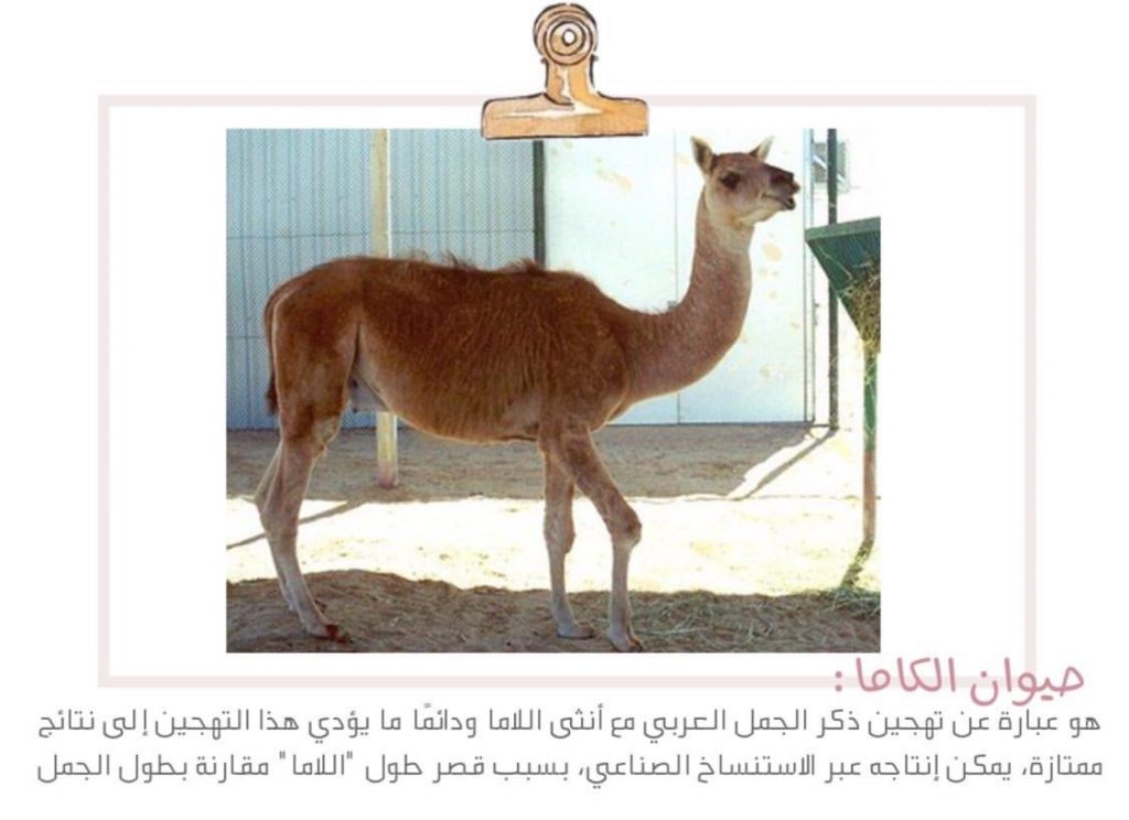 علم البيئة by shahd - Illustrated by بحث - Ourboox.com