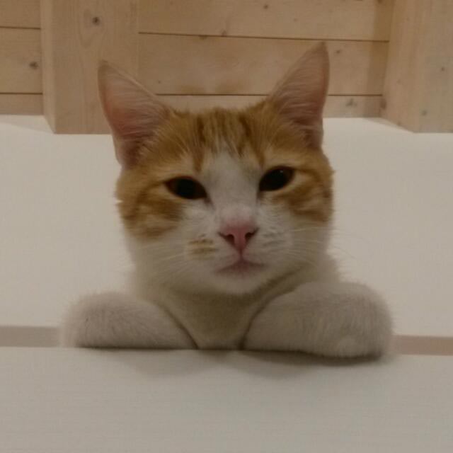 Arte by Caterina Luzi - Ourboox.com