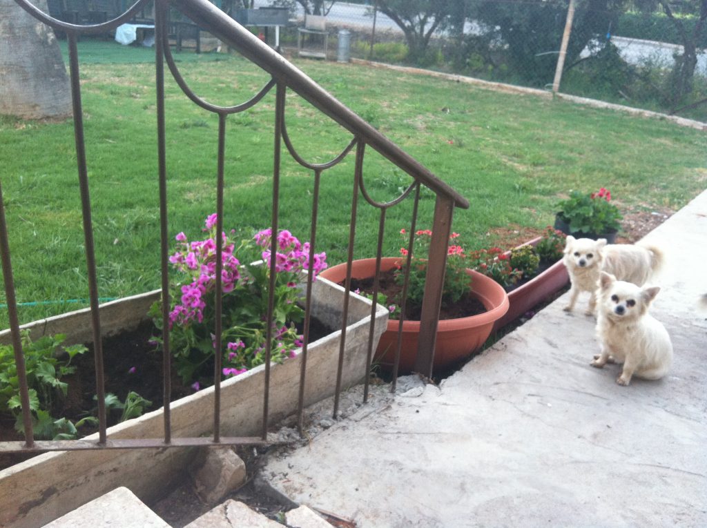 all about me by idan levi - Ourboox.com