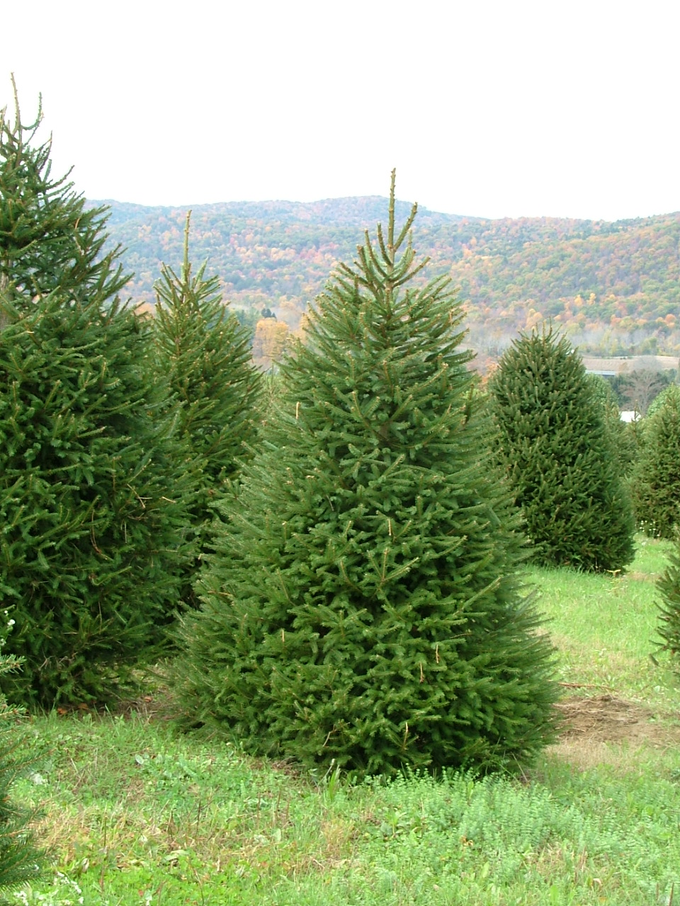 Моя книга by Kate - Ourboox.com