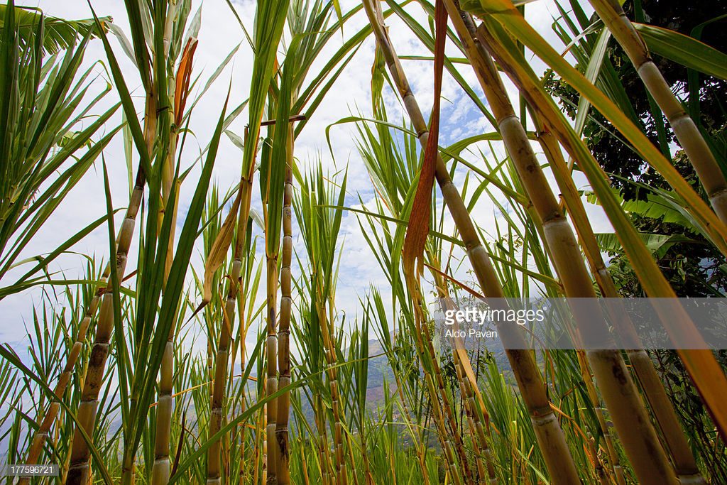 ساق القصب by jananjenawi - Illustrated by طاقم اللغة العربية  - Ourboox.com