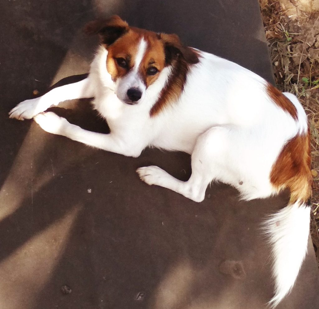 All About Me by AMIT - Ourboox.com