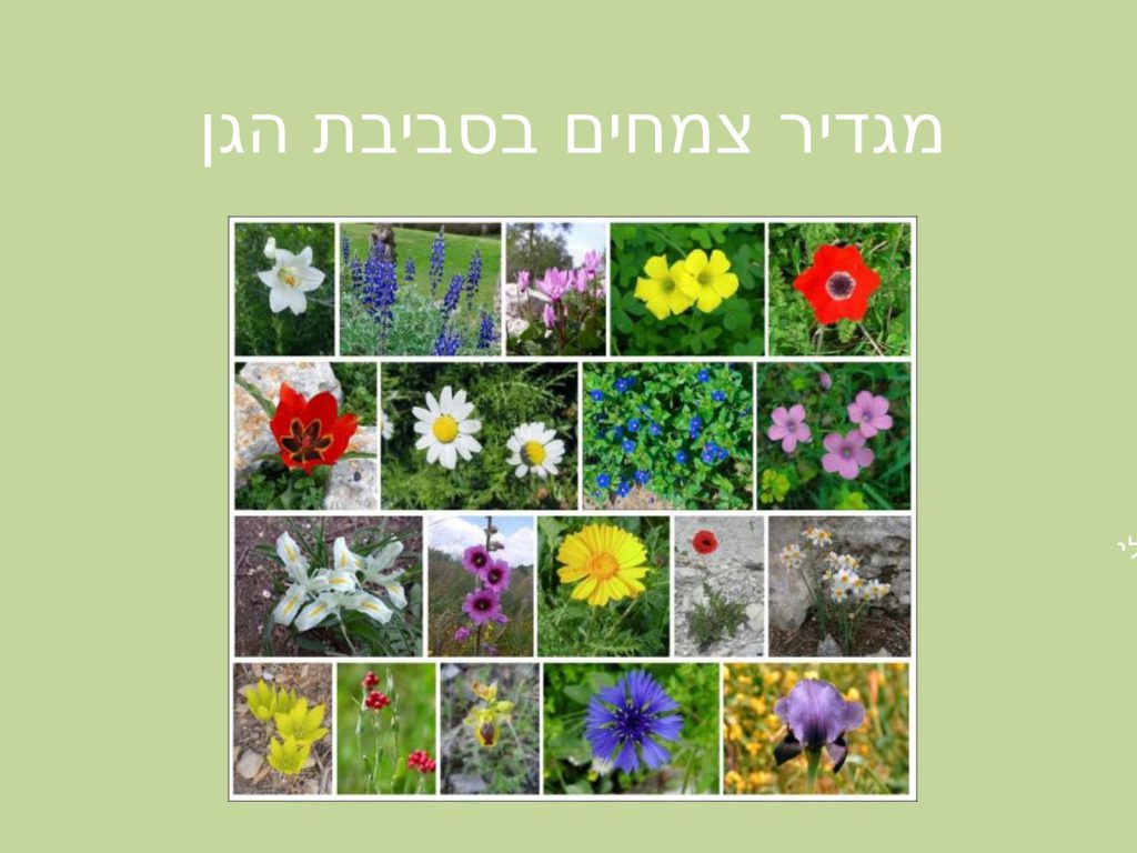 הגינה שלנו by eti - Ourboox.com