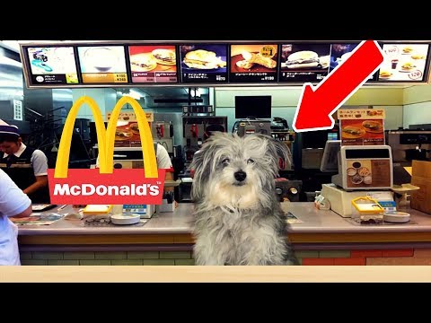 dogs by Camille - Ourboox.com