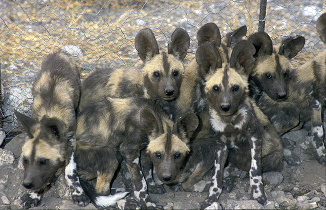 dogs at work by Elias and Sofus by sofus bruhn - Ourboox.com