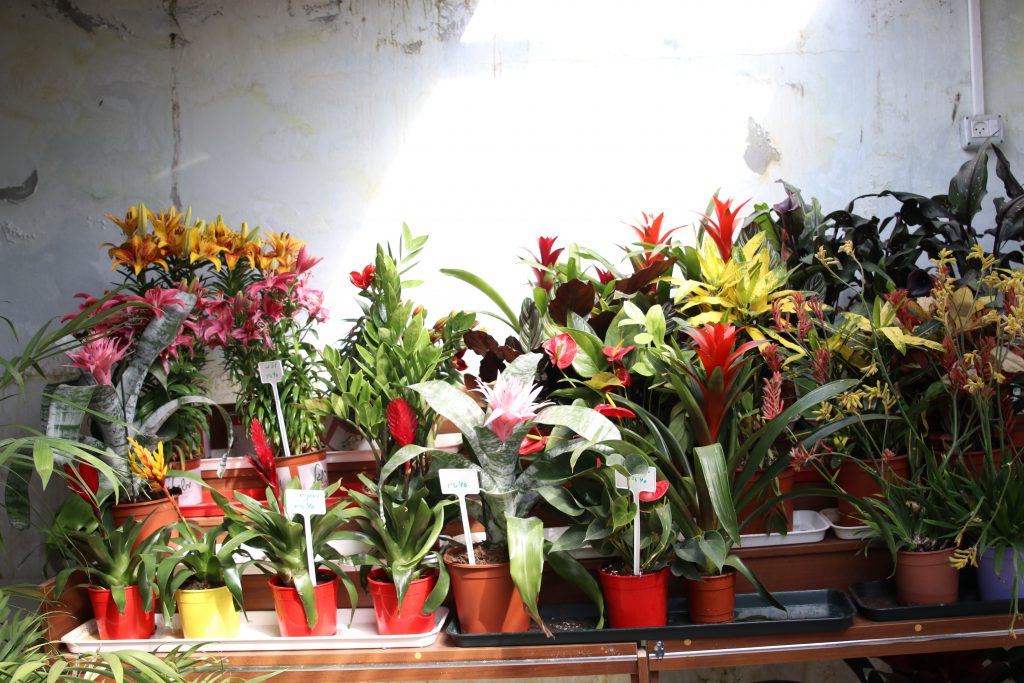 النباتات by yasmen - Ourboox.com