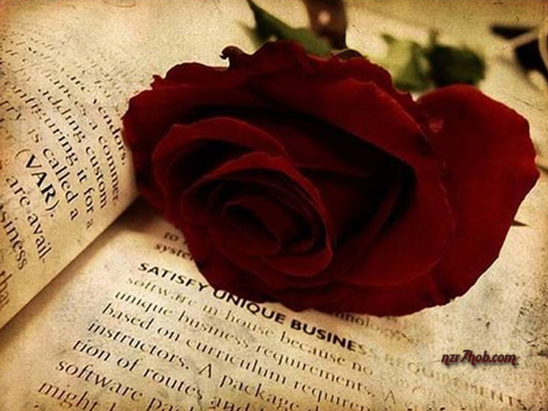 sondos halawni by Riham Zaatrah - Ourboox.com