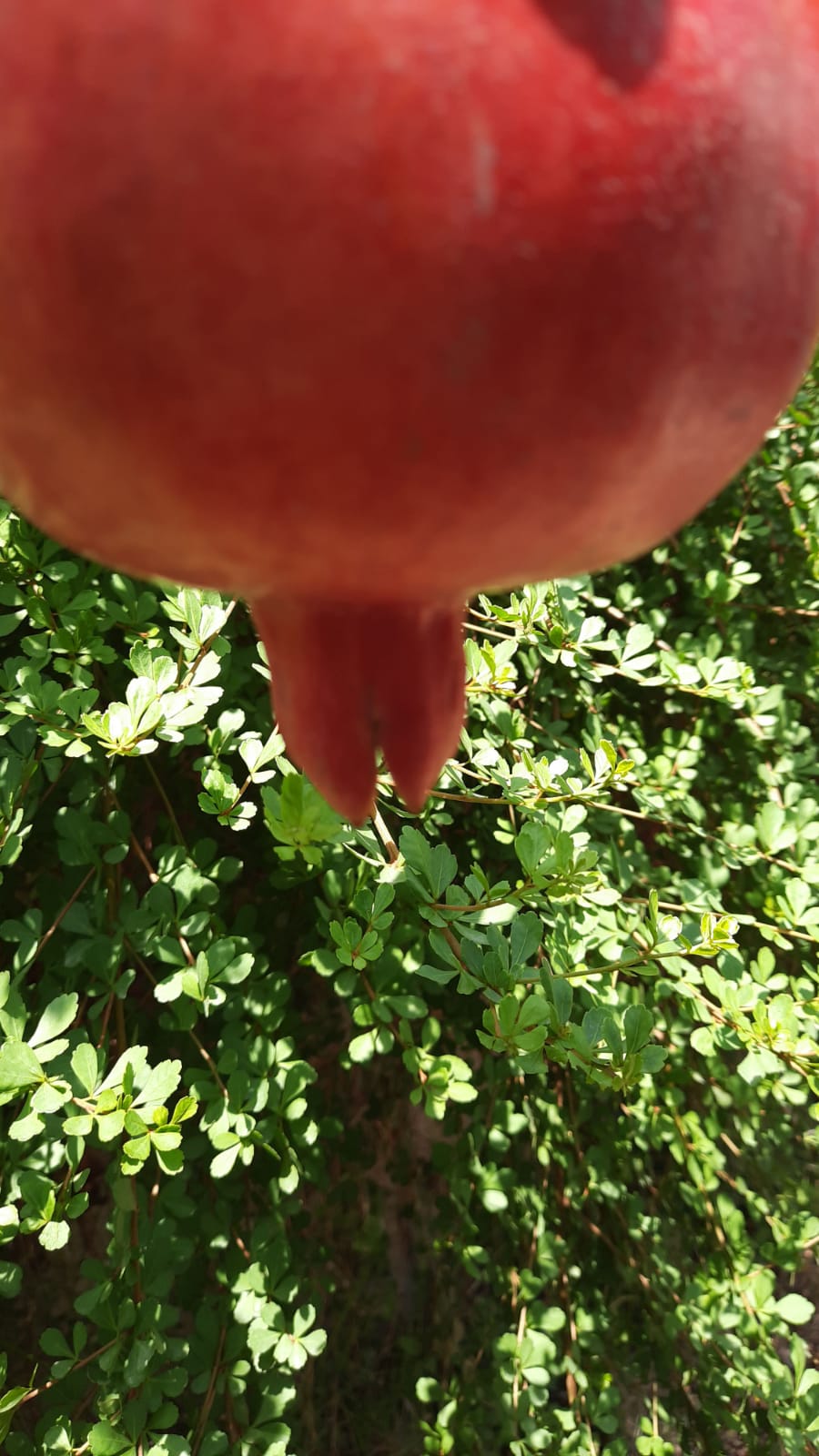 עבודה אומנות מחצית א’ – מוריה כראדי by moriya karadi - Illustrated by moriya karadi - Ourboox.com