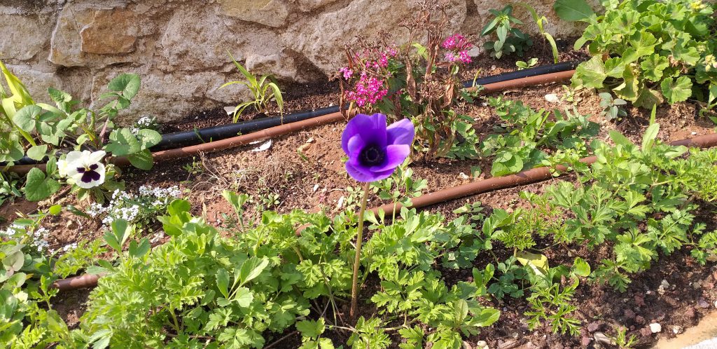 الروضة الخضراء روضة الايمان المربية نجمه زحالقه by njmh - Ourboox.com