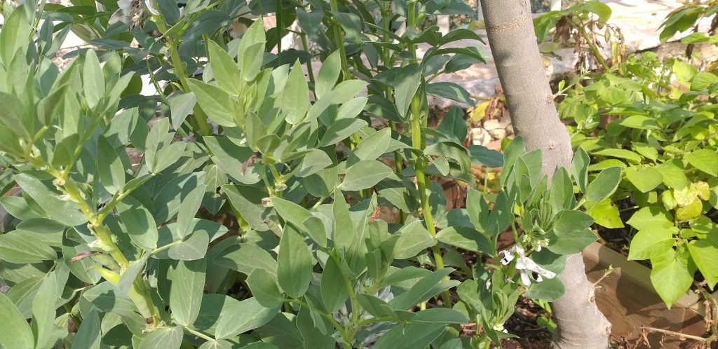 الروضة الخضراء روضة الايمان المربية نجمه زحالقه by njmh - Ourboox.com