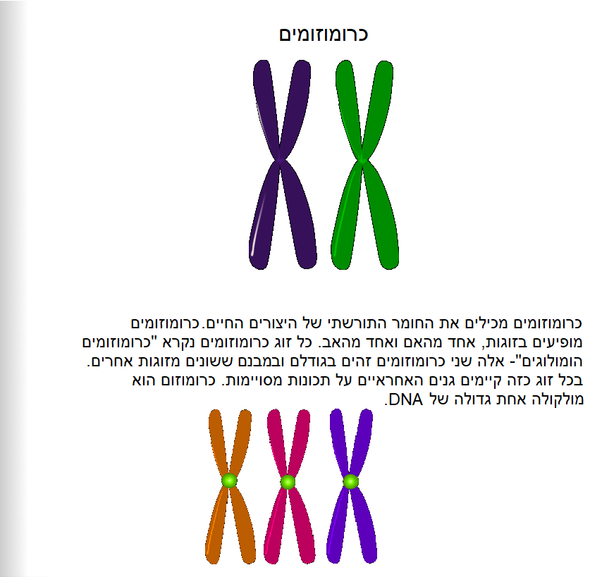 מסע אל המדרג הגנטי: המדרג הגנטי ומרכיביו by yali rosenfeld - Ourboox.com