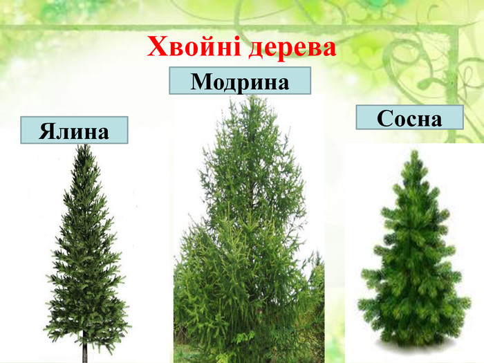 Дерева України by Svetlana Smyhol - Illustrated by Світлана Шмиголь - Ourboox.com