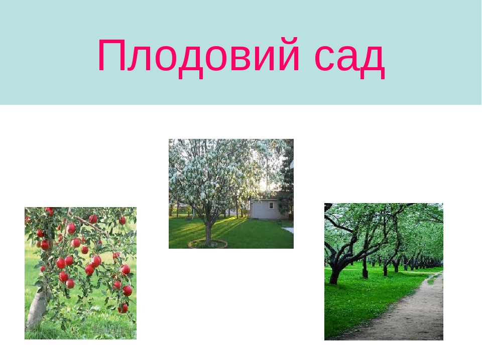 Дерева України by Svetlana Smyhol - Illustrated by Світлана Шмиголь - Ourboox.com