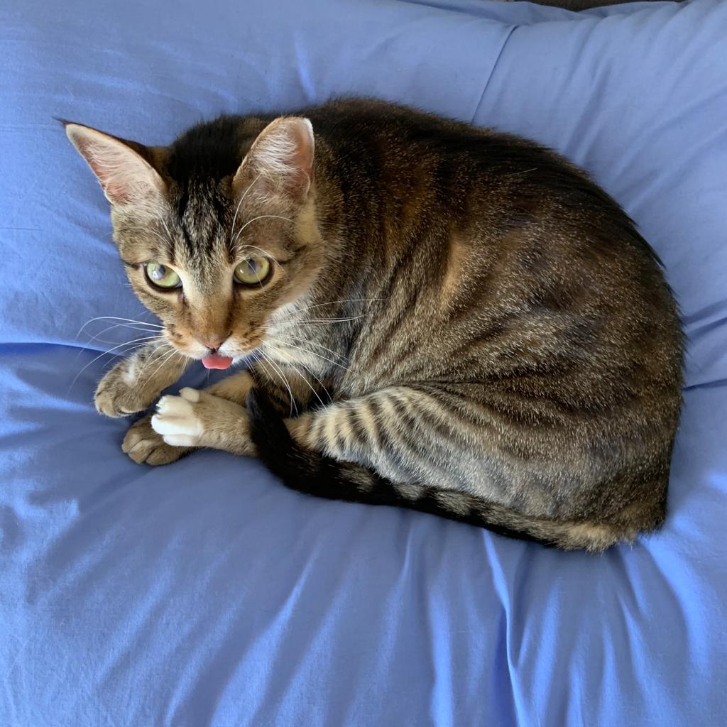 המשפחה שלי by Or Shavitt - Ourboox.com