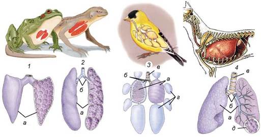 Дихання by Pidgorodetska Olena - Ourboox.com