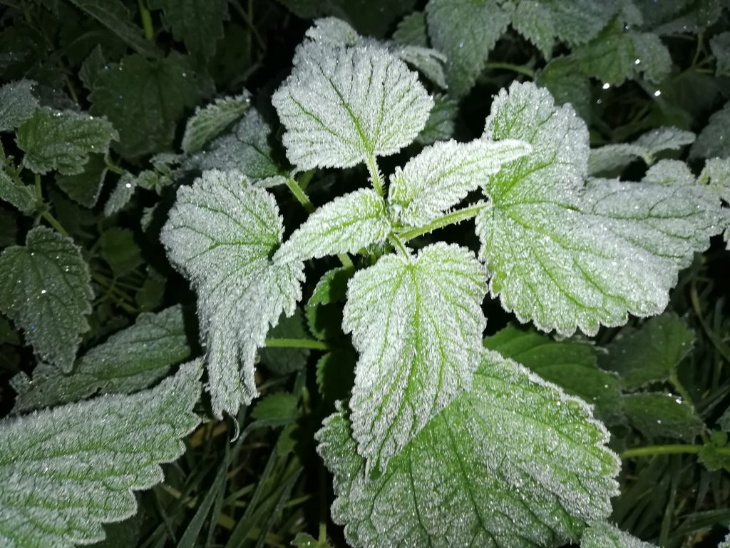 Ruduo by Aurelija Dirgončienė - Ourboox.com