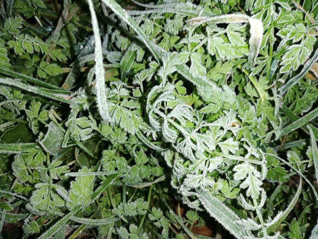 Ruduo by Aurelija Dirgončienė - Ourboox.com