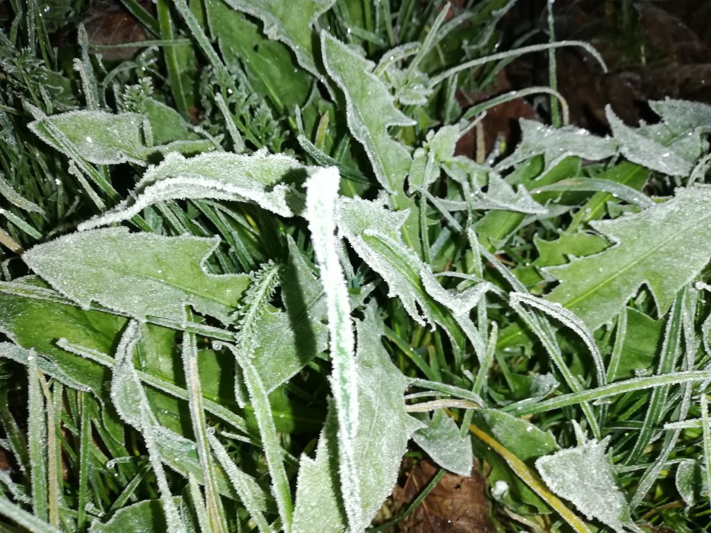 Ruduo by Aurelija Dirgončienė - Ourboox.com