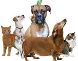 Naminiai gyvūnai by Diana - Ourboox.com