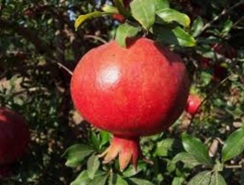 יצירות אומנות של מחצית א’- טליה דוד by talya david - Illustrated by טליה דוד - Ourboox.com