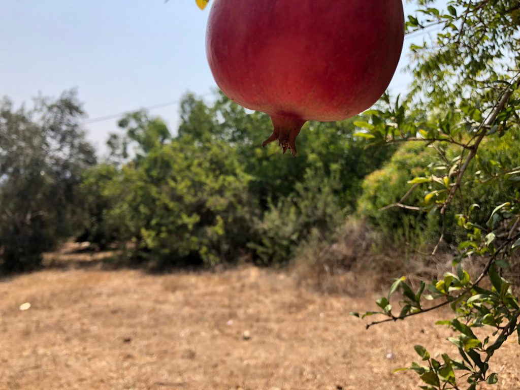 צילום של רימון