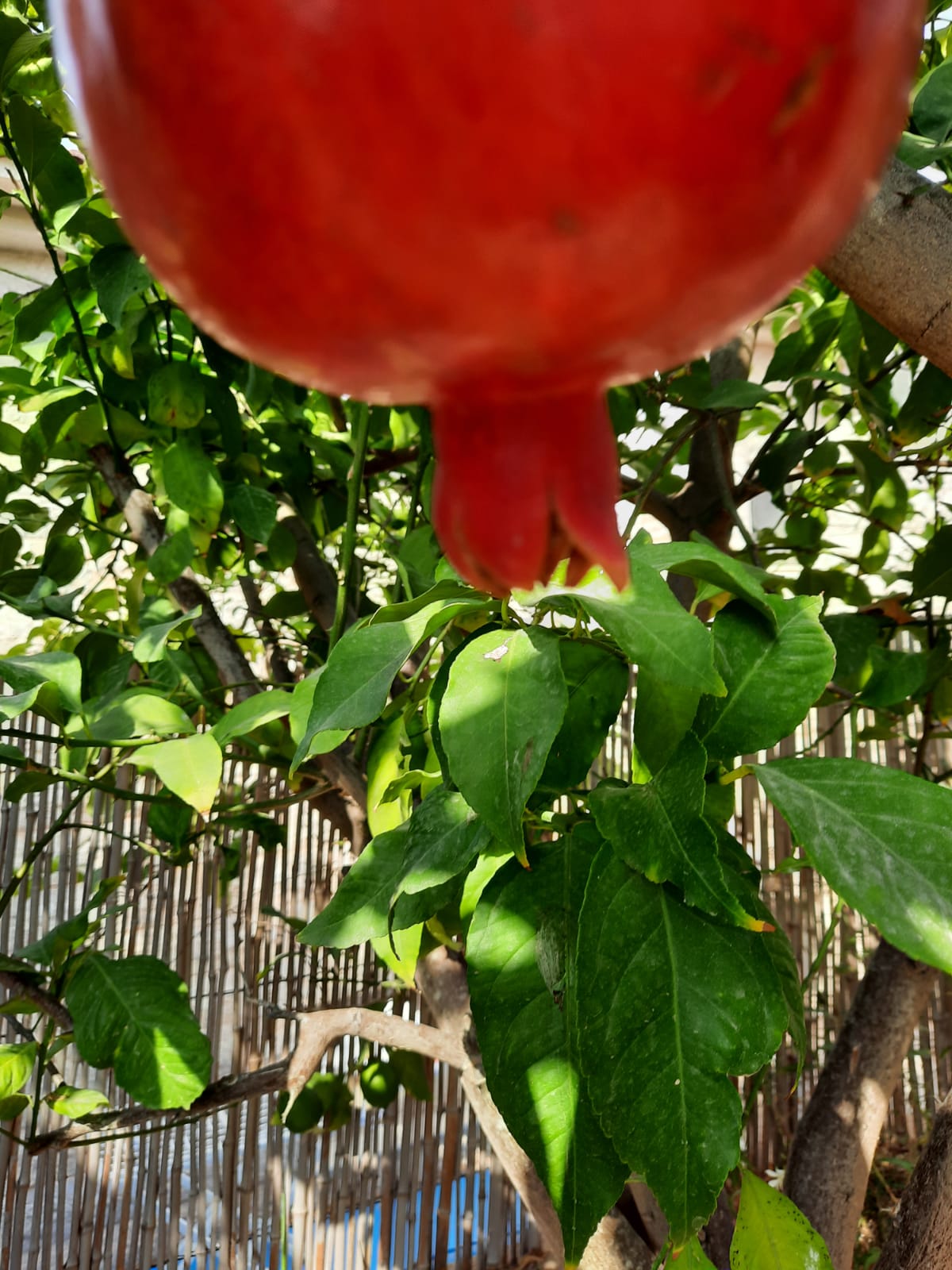 עבודות אמנות מחצית א’- אליה תמרי by Eliya Tamari - Illustrated by אליה תמרי - Ourboox.com