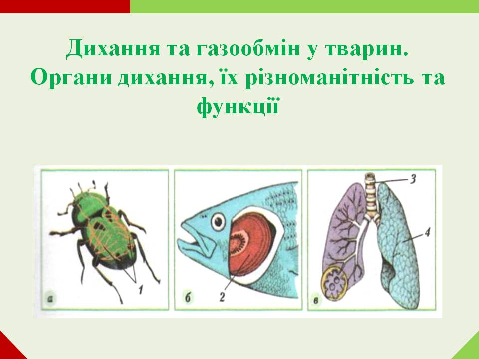 Дихання by Pidgorodetska Olena - Ourboox.com