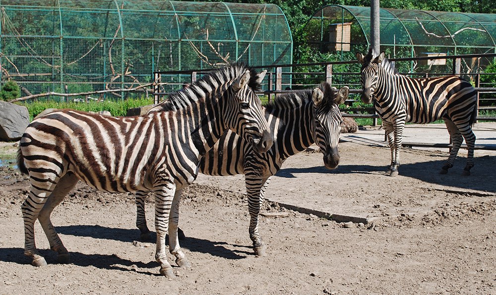 Petit guide de Rivne by Liliia Zhuk - Ourboox.com