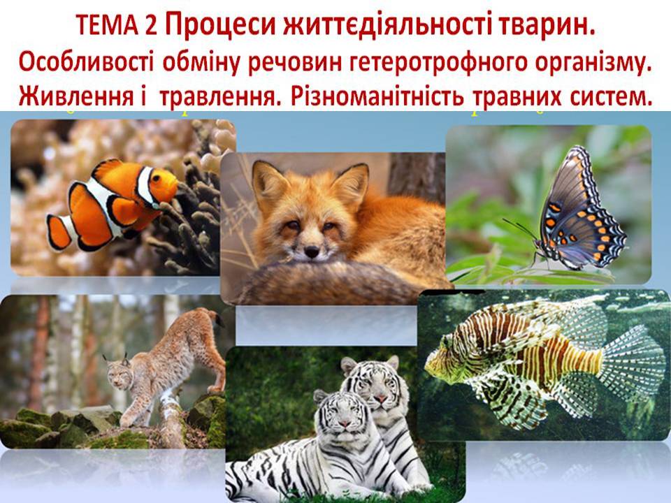 Т 2 Процеси життєдіяльності тварин by Pidgorodetska Olena - Ourboox.com