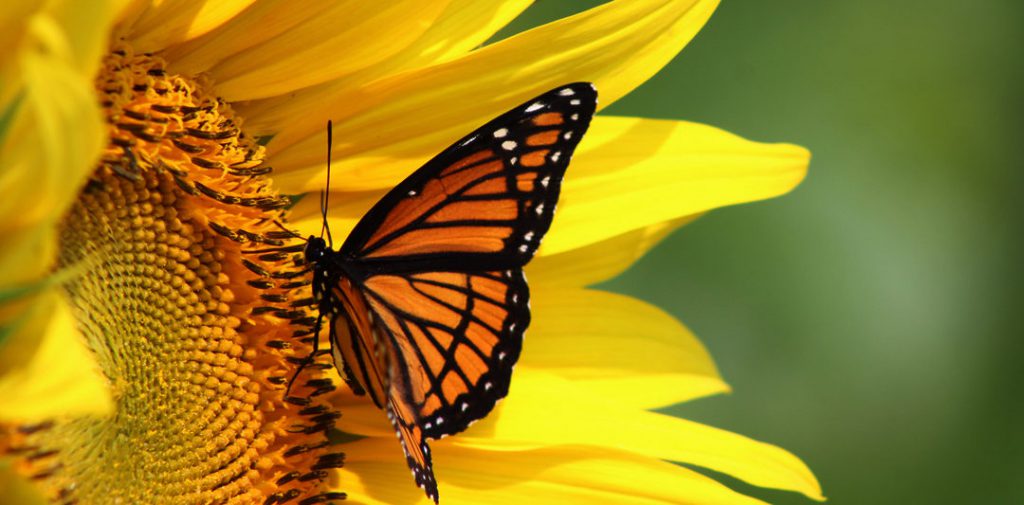 LA GENTILEZZA by FLAVIA S. - Ourboox.com