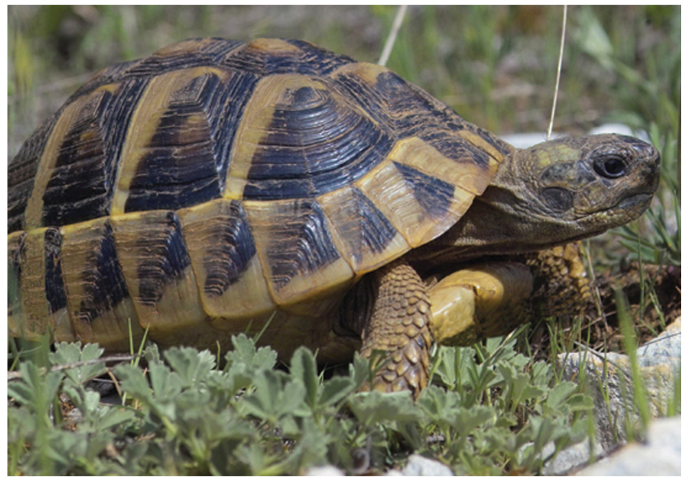 Am corpul scurt, acoperit cu un țest format din 2 părți:  Carapacea la partea superioară, bombată, de culoare maroniu-roșcat  Plastronul la partea inferioară, de culoare deschisă. Ele sunt unite pe laturi, lăsând două deschizături prin care ies capul și membrele anterioare, iar la partea posterioară, membrele posterioare și coada.