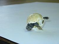 Povestea mea by Ianculovici Savdia - Ourboox.com