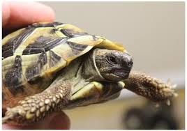 Povestea mea by Ianculovici Savdia - Ourboox.com